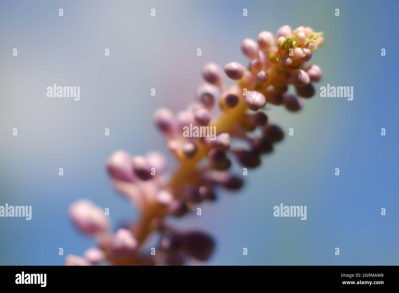 Bella Tiny Viola Fiori nella luce solare estiva - Blue Sky sfondo Foto Stock