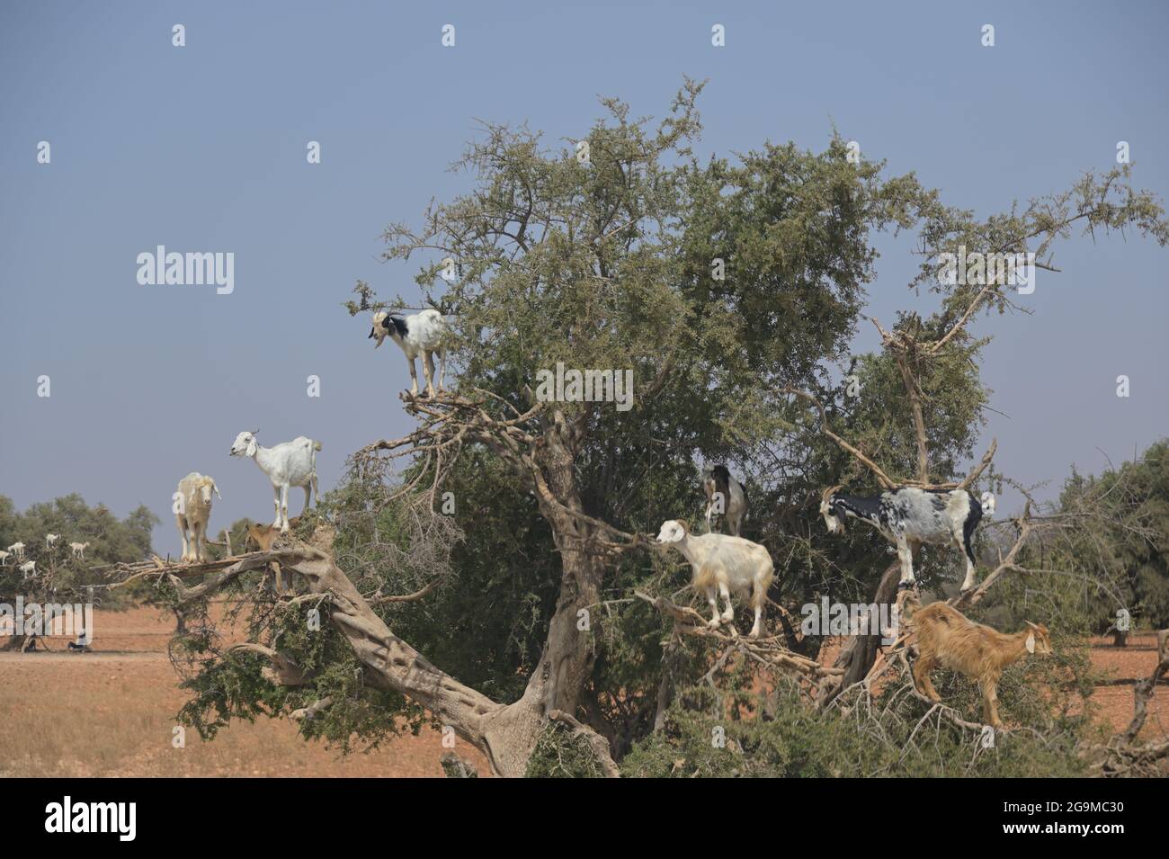 Attraversare il Sahara settentrionale sulla strada per Essaouira, Marocco ma Foto Stock