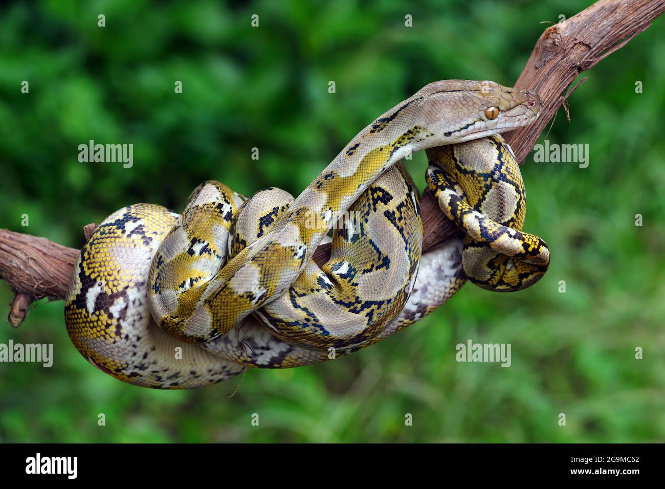 I serpenti Python abitano in tronchi d'albero Foto Stock