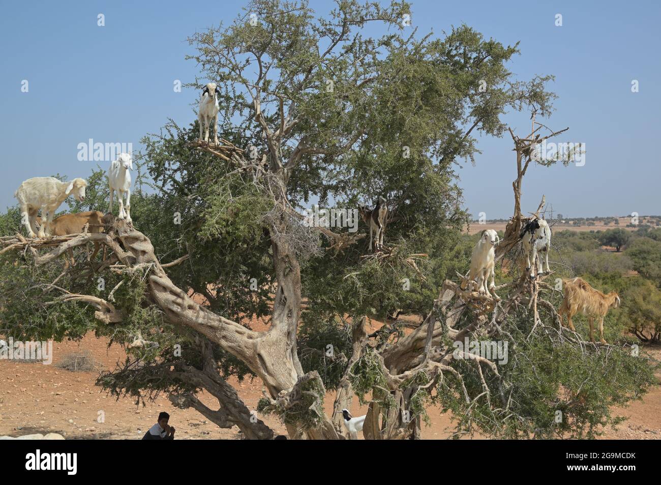Attraversare il Sahara settentrionale sulla strada per Essaouira, Marocco ma Foto Stock