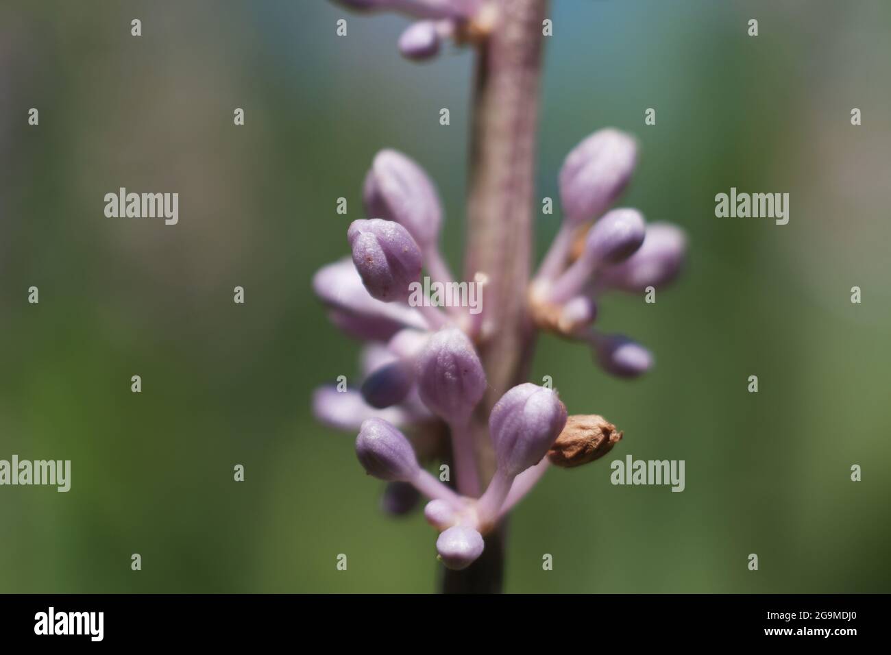 Bella Tiny Viola Fiori nella luce solare estiva - Blue Sky sfondo Foto Stock