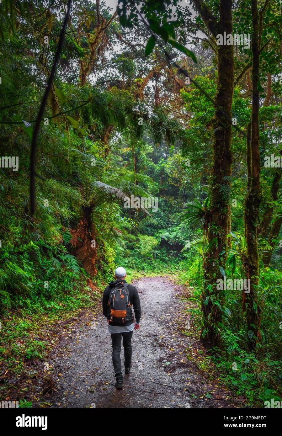 Tour turistico a piedi attraverso la giungla di Monteverde Cloud Forest, Costa Rica Foto Stock