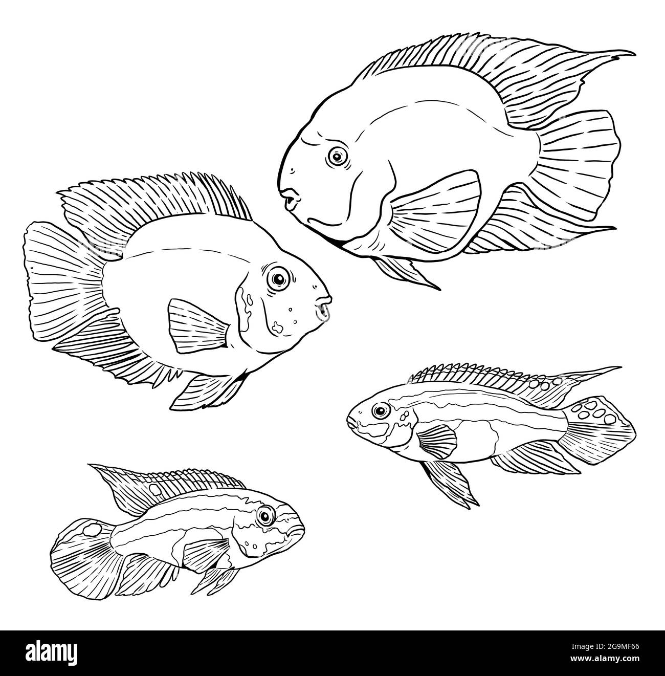 cichlid di pappagallo ematico, pelvicachromis, kribensis, cichlasoma, cichlid, cichlidae, pesci, acquario, pesci d'acqua dolce, libro da colorare, tropicale, acqua, grande Foto Stock