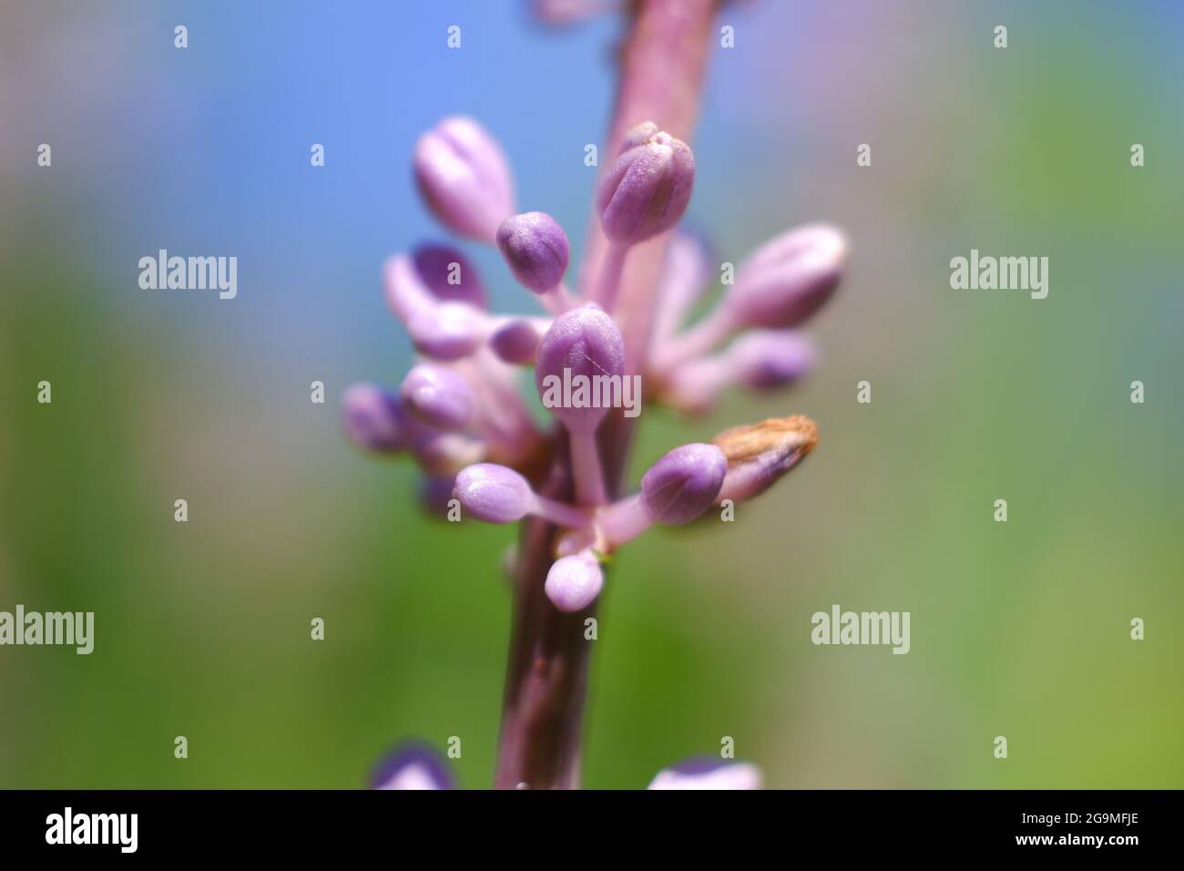 Bella Tiny Viola Fiori nella luce solare estiva - Blue Sky sfondo Foto Stock
