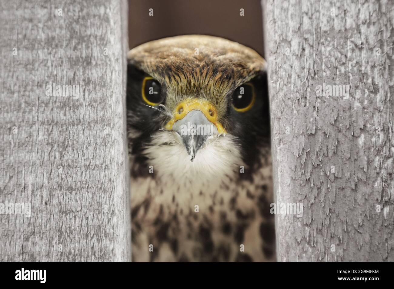 Una giornata calda in tarda primavera. In 2 ore il falconer arriva per una breve sessione di allenamento. Curiosamente, un falco si stacca tra due tavole di legno. Th Foto Stock