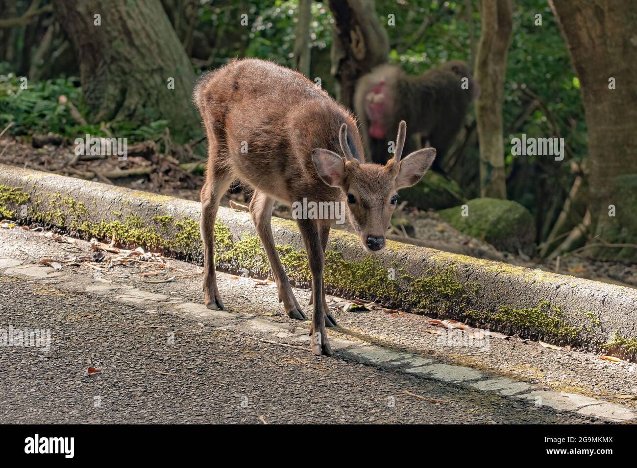 Yakushima ha avvistato cervi di sika o Cervus nippon yakushimae nell'isola di Yakushima, Giappone Foto Stock