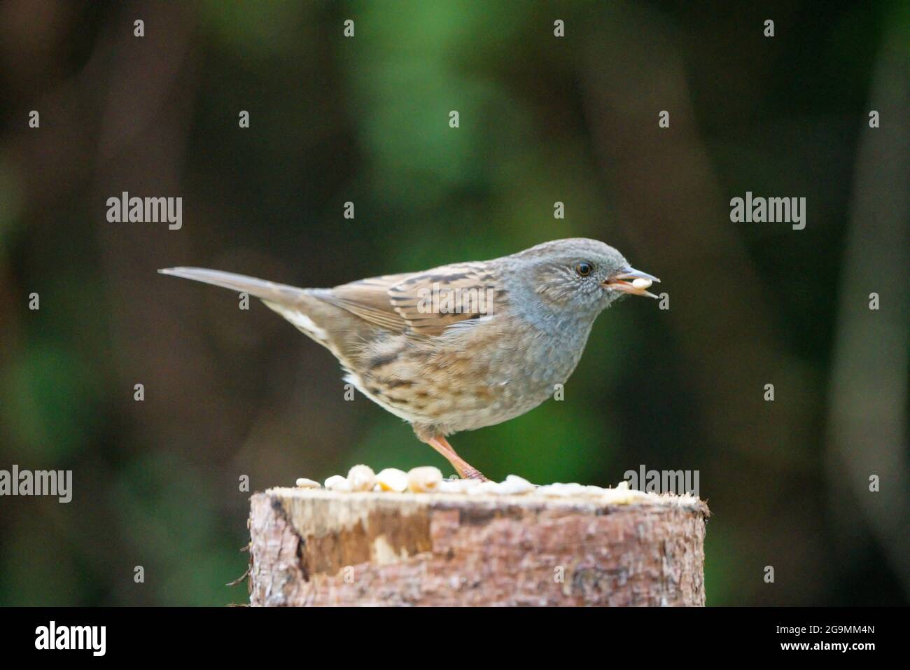 Dunnock - Prunella modularis - detto passero di siepi - che alimenta un tavolo per uccelli Foto Stock