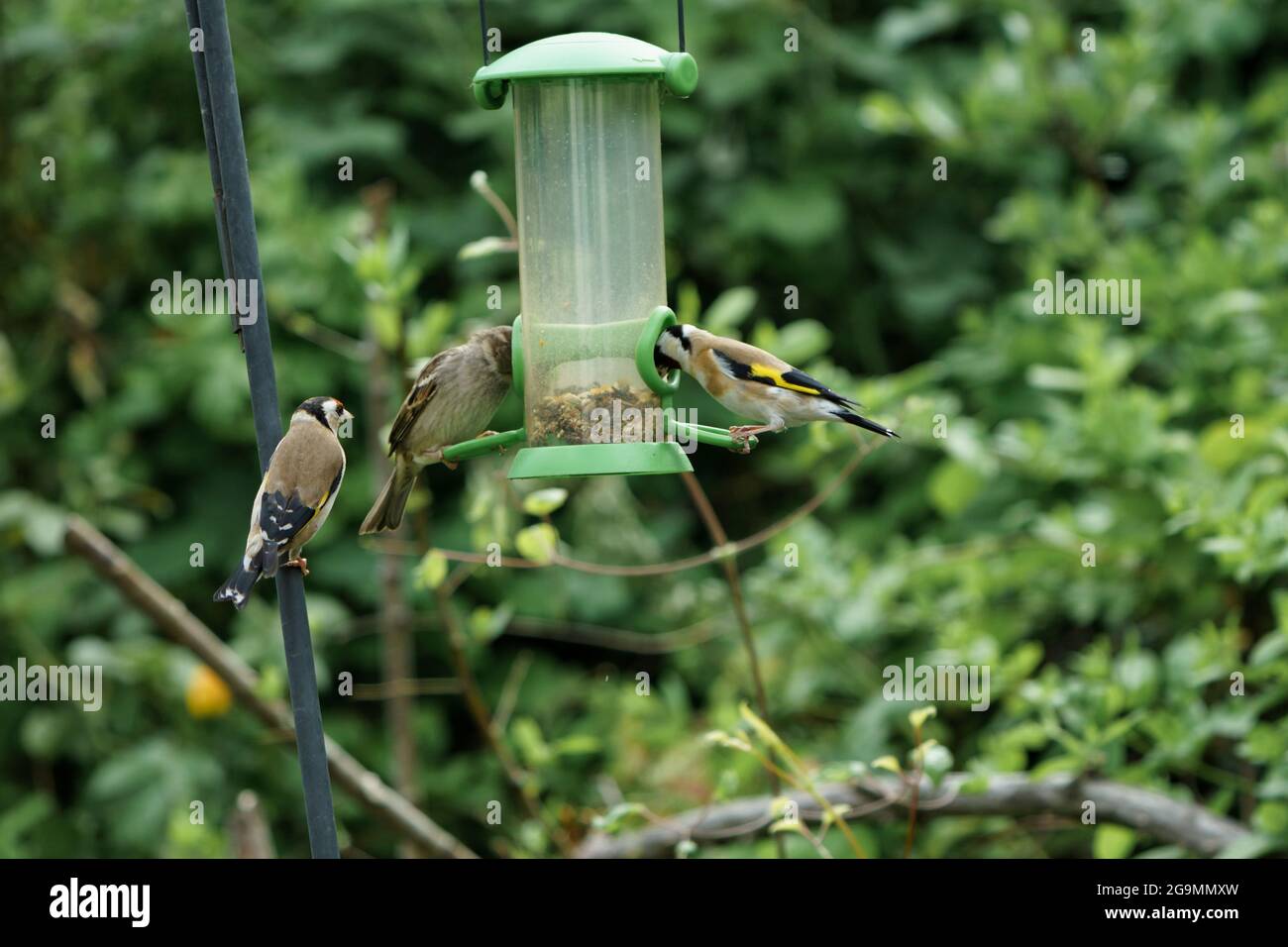 Goldfinch e passera su un alimentatore di uccelli in un giardino del Wiltshire con un altro finch in attesa Foto Stock