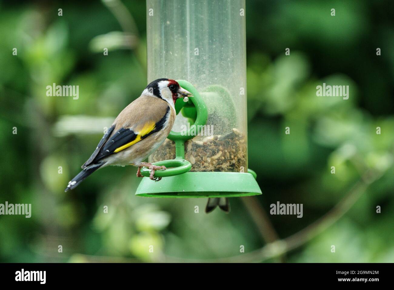 Goldfinch su un alimentatore di uccelli in un giardino del Wiltshire Foto Stock