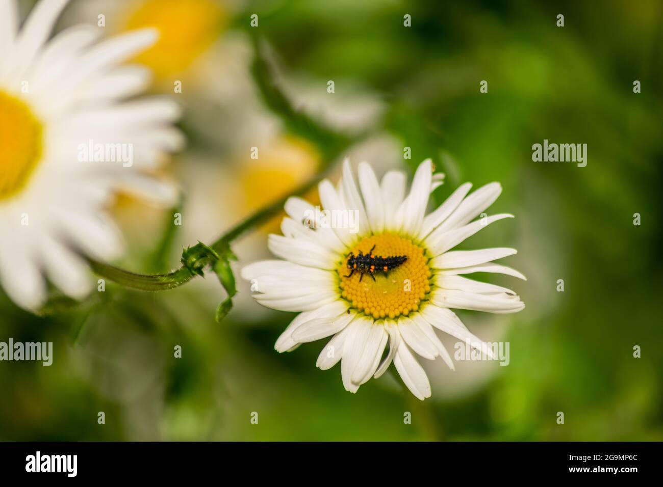 Larve di Ladybug che si trovano al centro del fiore bianco e giallo, larva bug su camomilla sangue fiore nel giardino con sfondo naturale sfocato Foto Stock