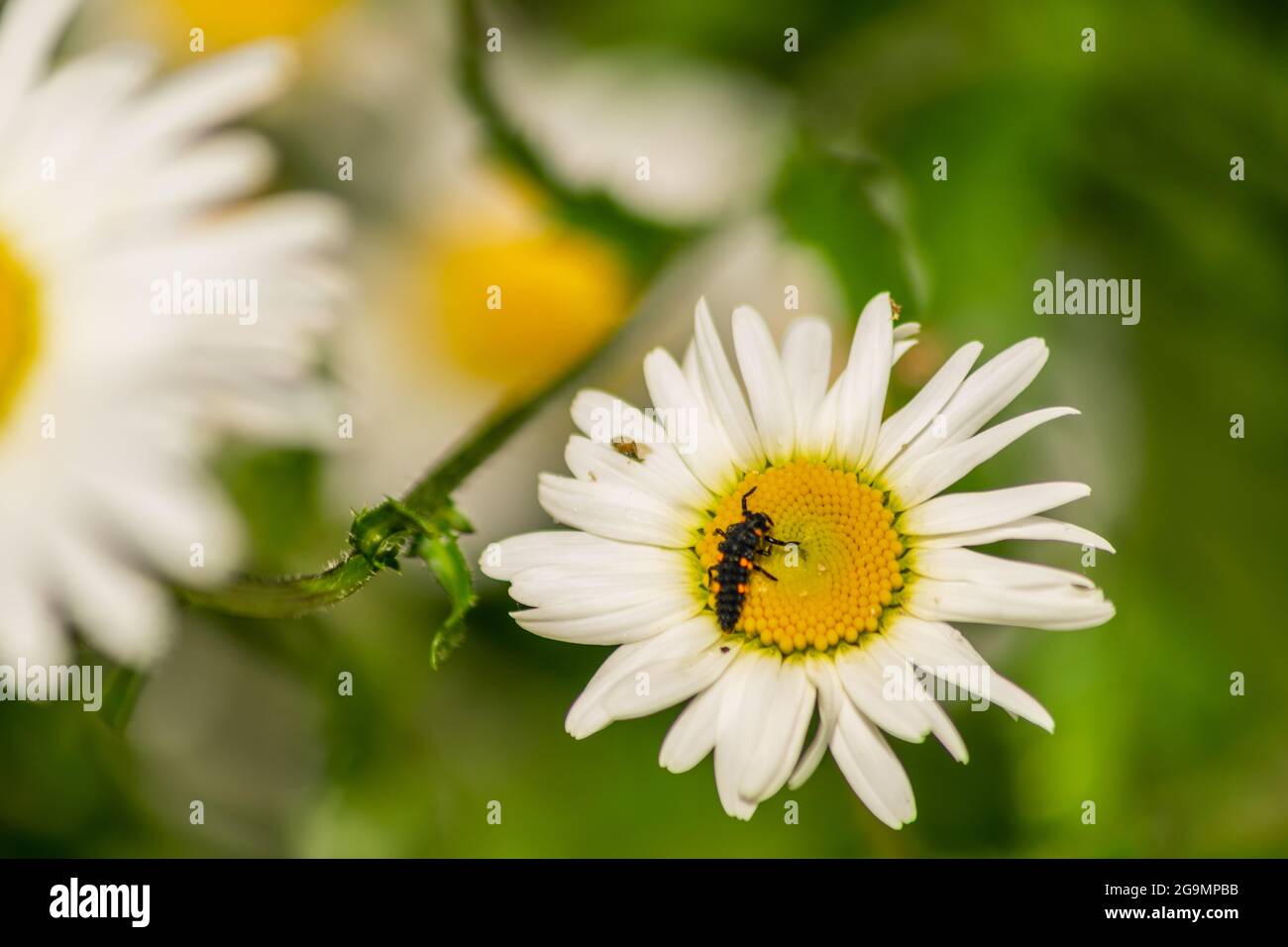 Larve di Ladybug che si trovano al centro del fiore bianco e giallo, larva bug su camomilla sangue fiore nel giardino con sfondo naturale sfocato Foto Stock