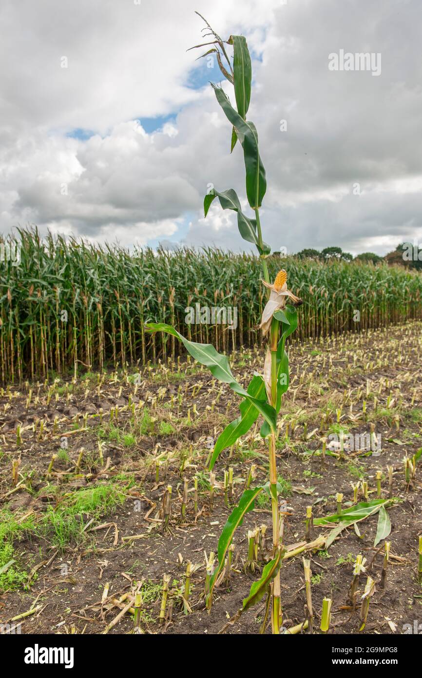 Vista grandangolare di una singola pianta di mais sul bordo di un campo di mais nel nord della Germania. Foto Stock