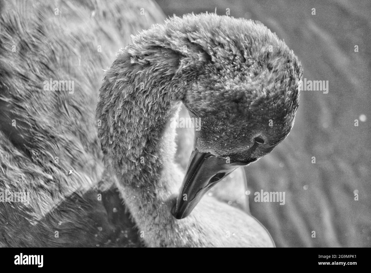 La coyness di un Cygnet Foto Stock