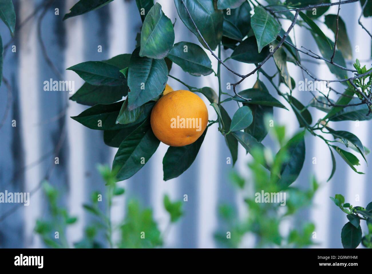Un arancio che cresce su un albero di cortile durante un inverno australiano con un aumento della tonalità blu a causa della temperatura fredda Foto Stock