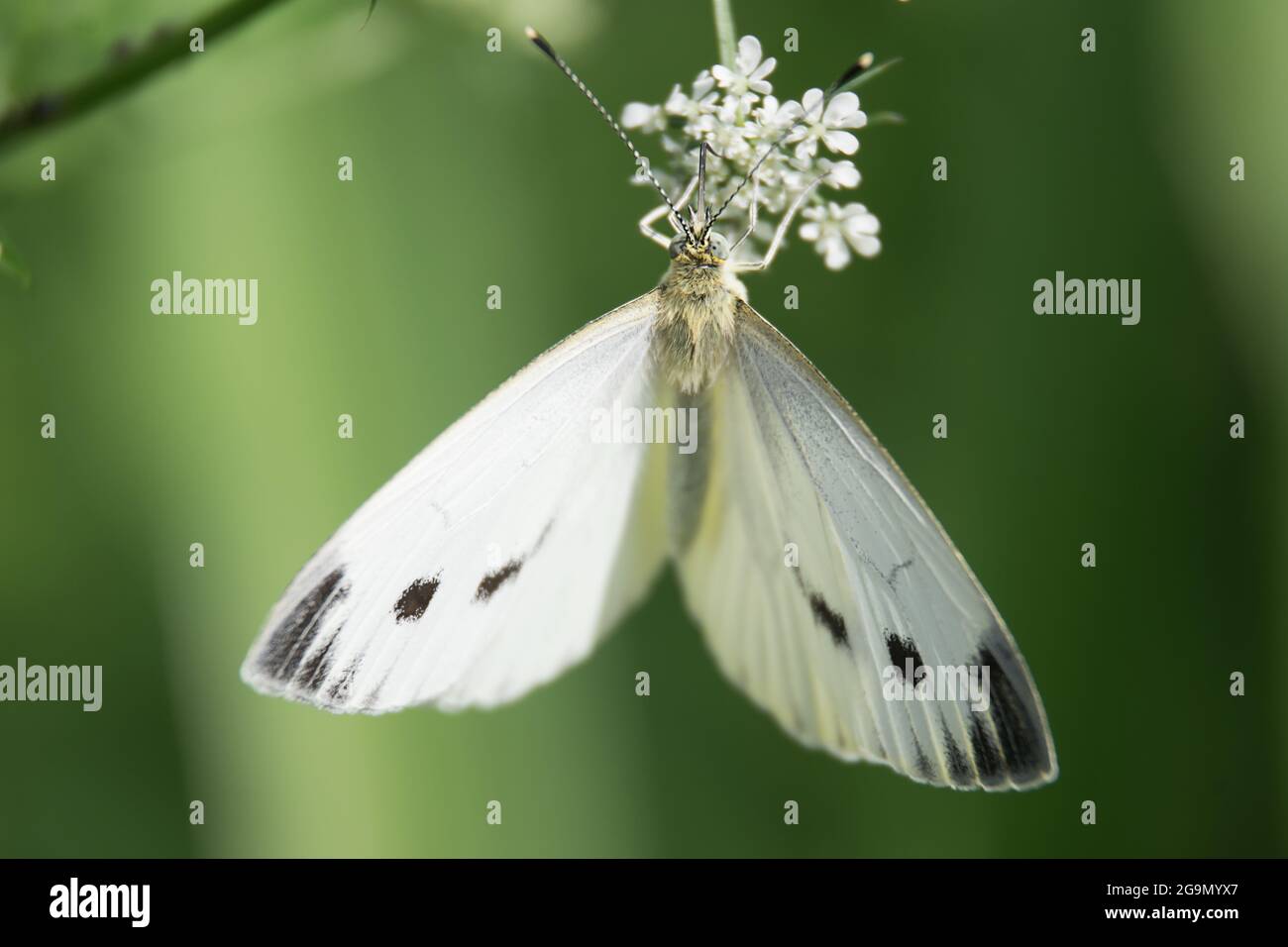 la farfalla bianca si siede su un fiore e beve nettare su uno sfondo di erba verde. macro natura Foto Stock