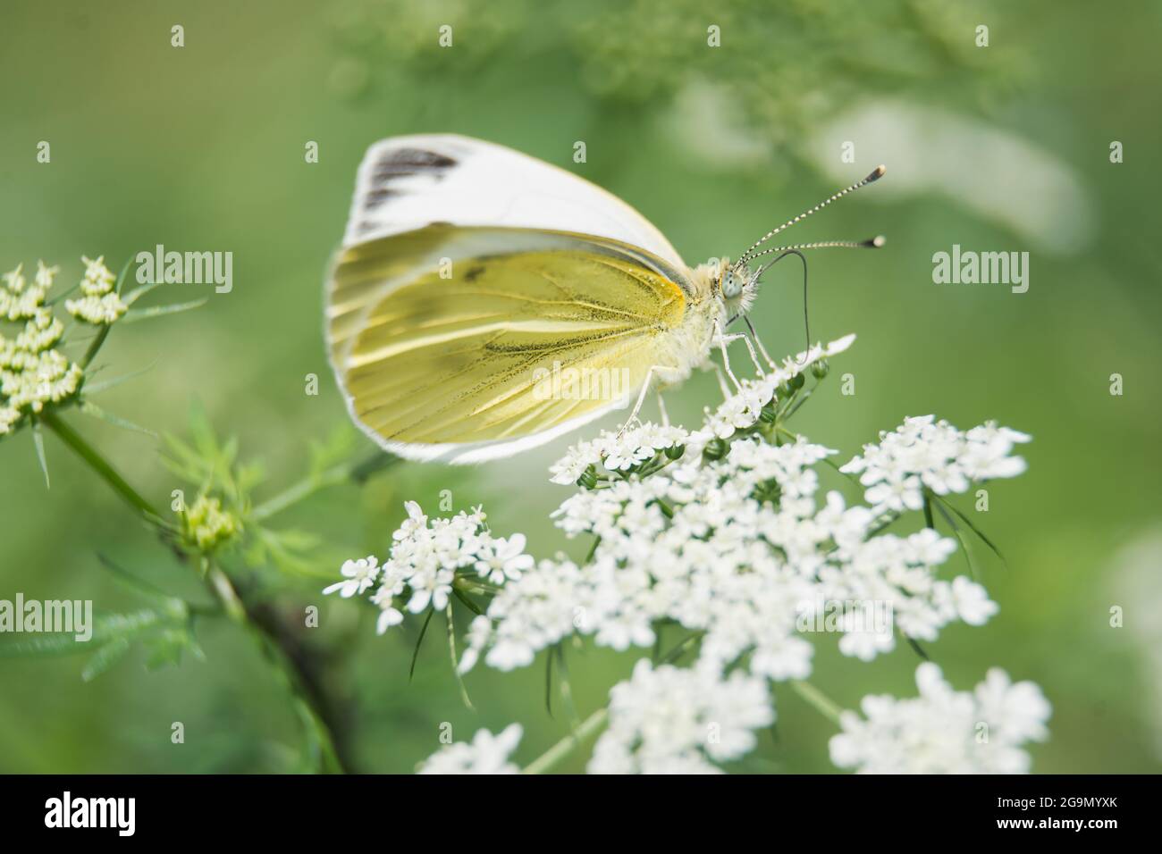 farfalla gialla si siede su un fiore e bevande nettare su uno sfondo di erba verde. macro natura Foto Stock