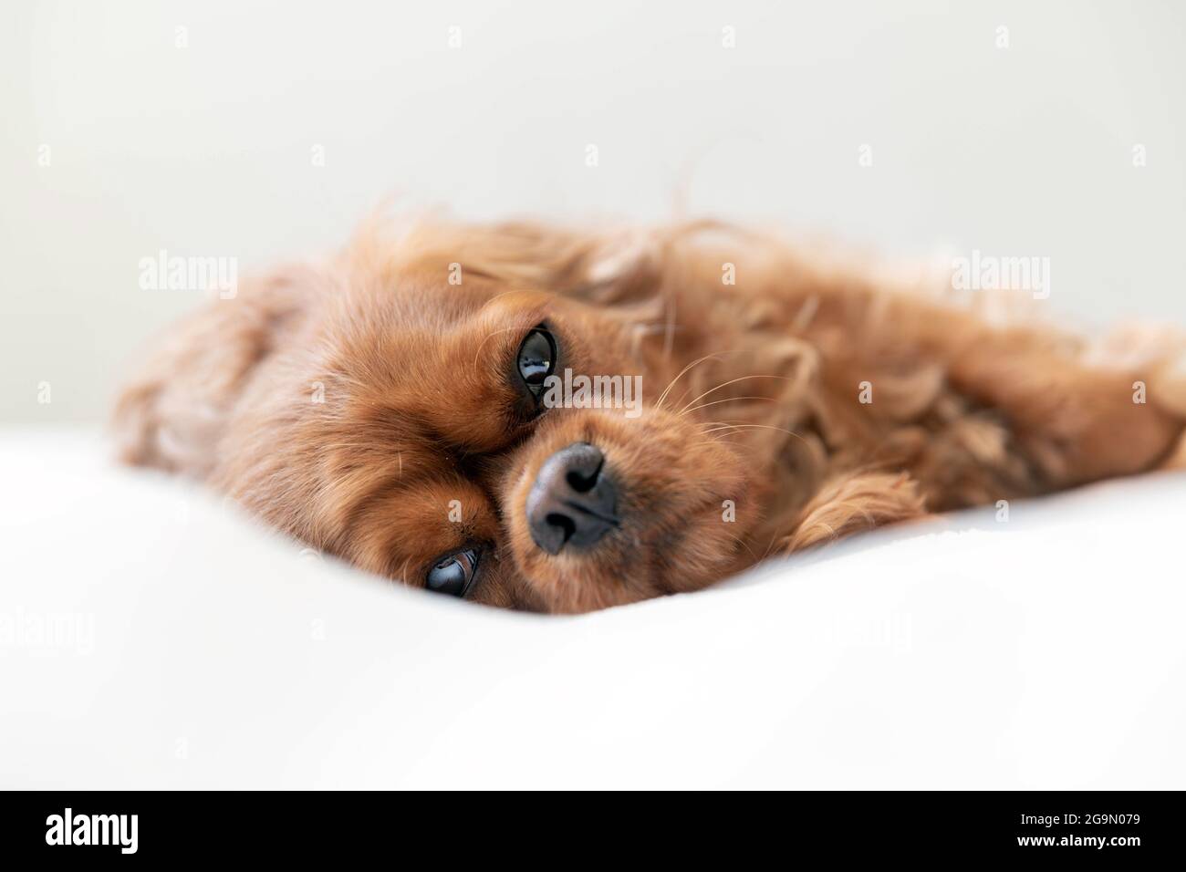 Ritratto di cane carino che riposa su coperta bianca Foto Stock