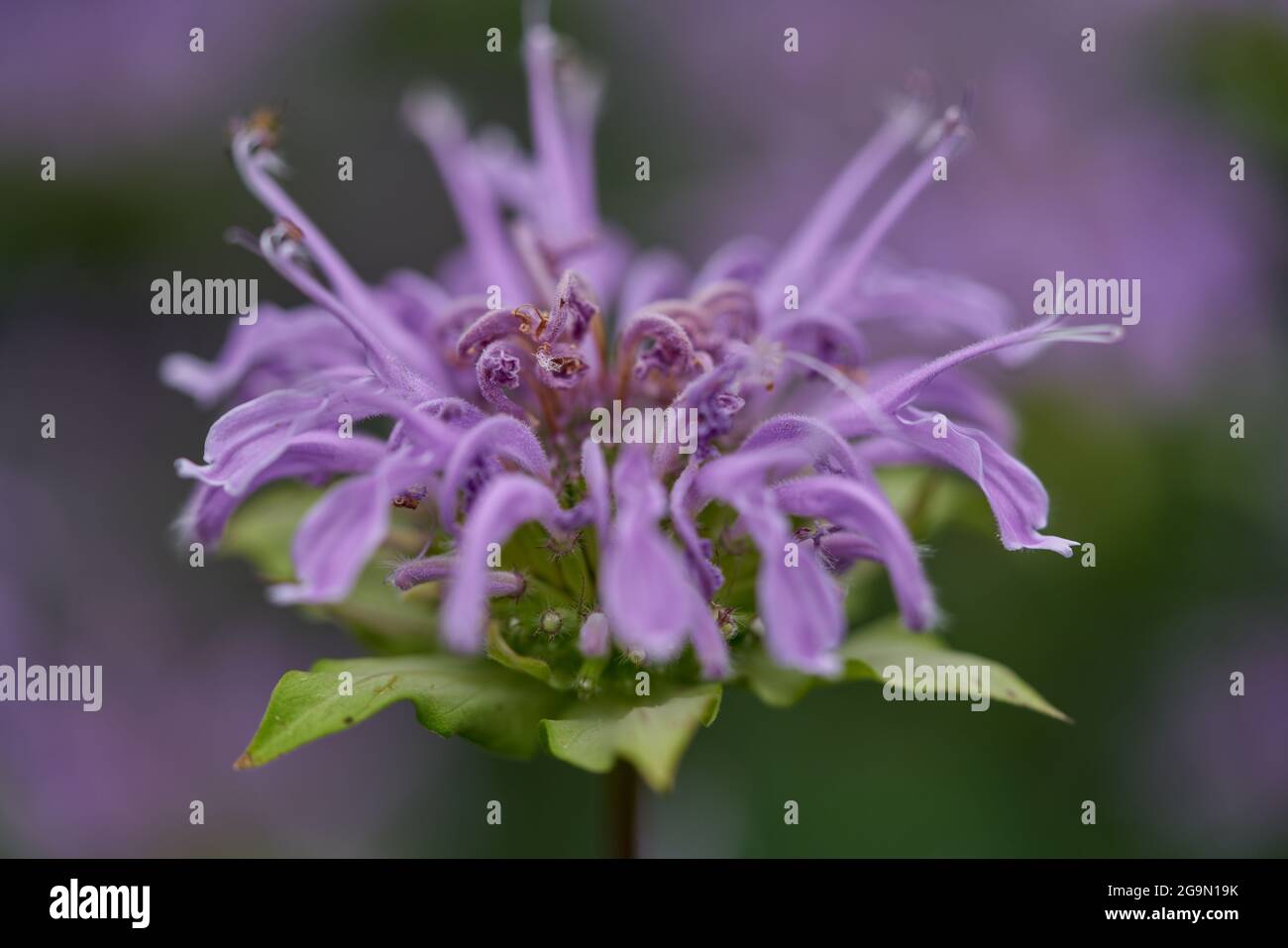 Mondarda didyma, il beebalm cremisi, scarlatto beebalm, scarlatto monarda, Oswego tea, o bergamotto, Foto Stock