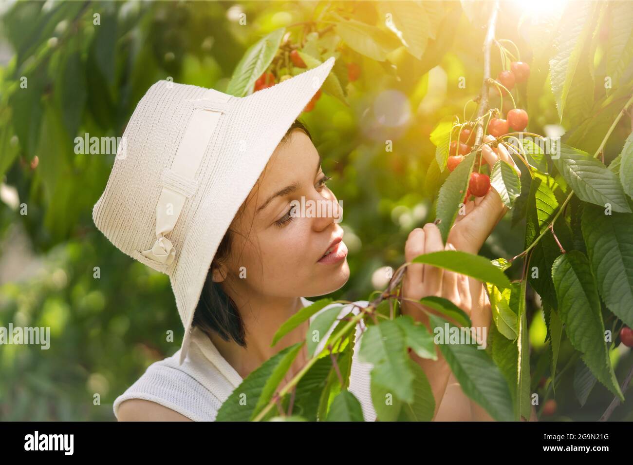 Una giovane ragazza in un vestito bianco e cappello tiene un ramo con succosa frutti di ciliegia rossa matura in giardino. Foto Stock