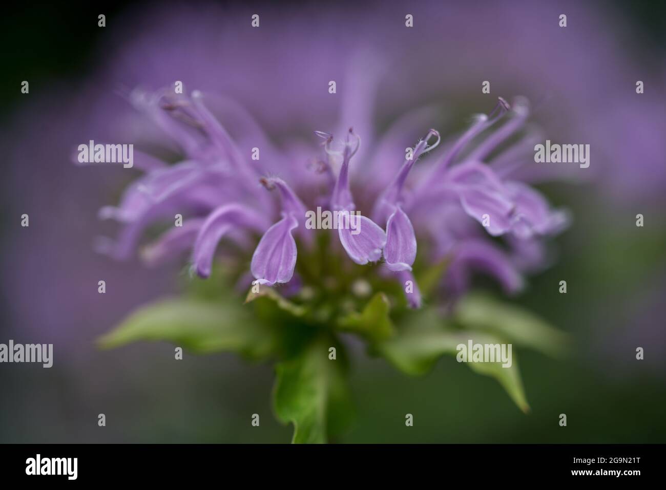 Mondarda didyma, il beebalm cremisi, scarlatto beebalm, scarlatto monarda, Oswego tea, o bergamotto, Foto Stock