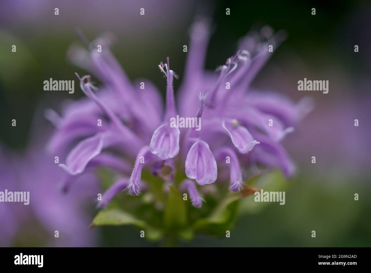 Mondarda didyma, il beebalm cremisi, scarlatto beebalm, scarlatto monarda, Oswego tea, o bergamotto, Foto Stock