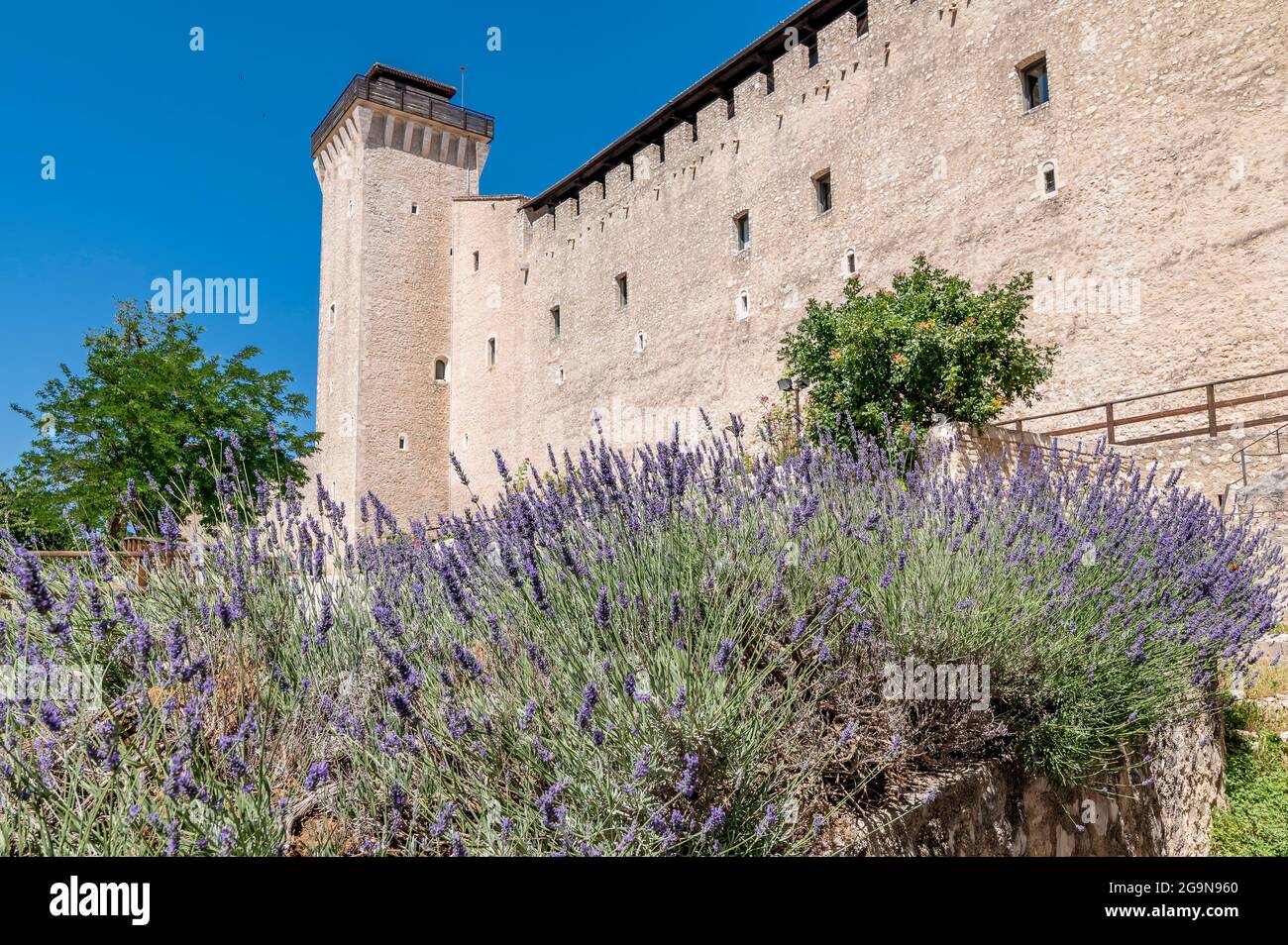 Bellissimi fiori di lavanda alla base delle mura della Rocca Albornoziana  di Spoleto Foto stock - Alamy