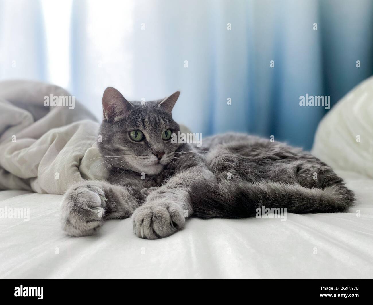 Un bel gatto grigio è sdraiato sul letto del proprietario, comodamente sistemato, con le zampe allungate. Spazio di copia. Foto Stock