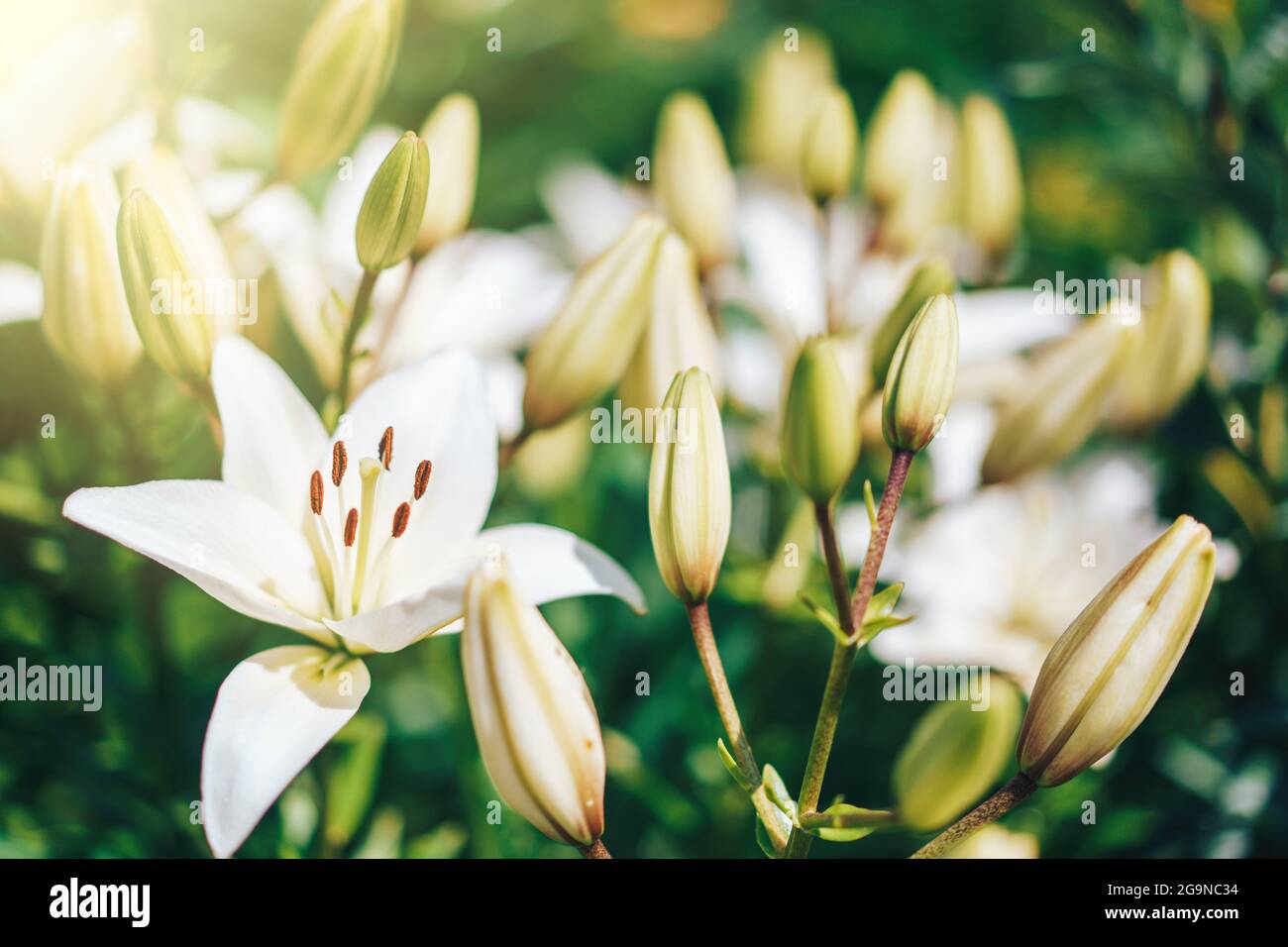 Cespuglio di gigli bianchi in fiore al sole. Foto Stock