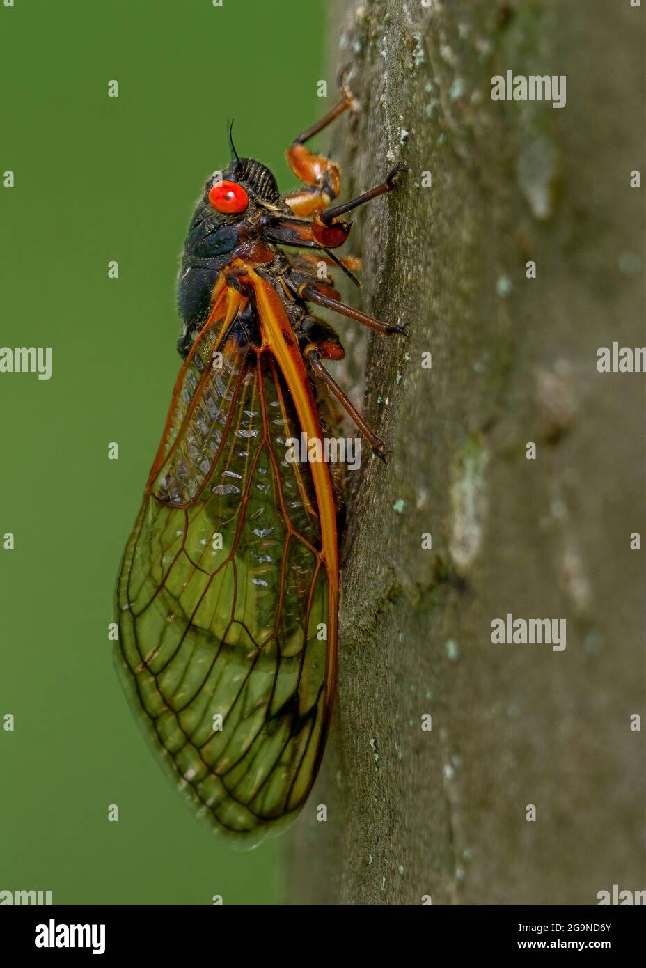 Periodico per adulti Cicada sul lato di un albero Princeton, New Jersey, Stati Uniti Foto Stock