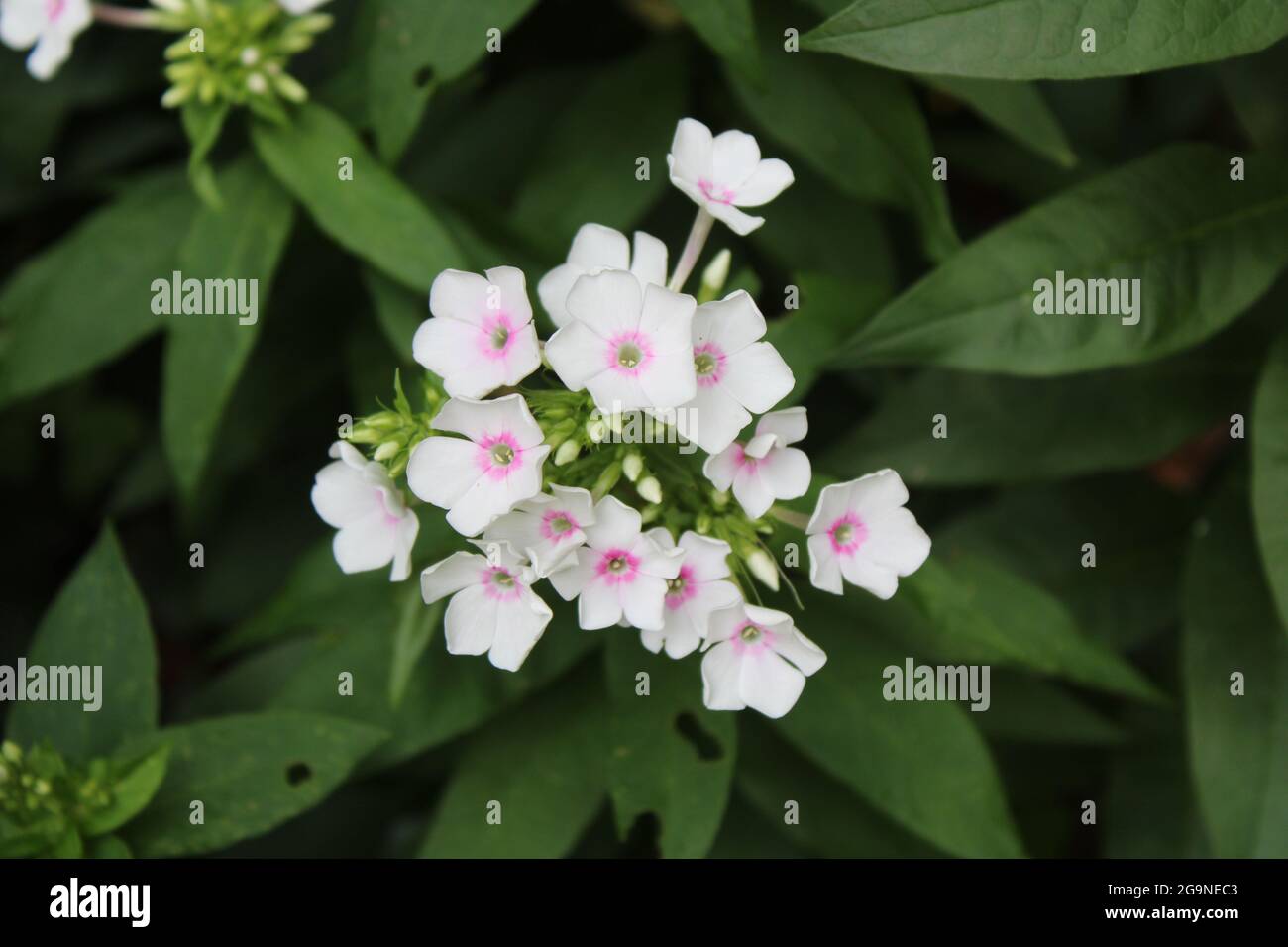 Un grappolo di falciatrici flox bianche con centri rosa Foto Stock