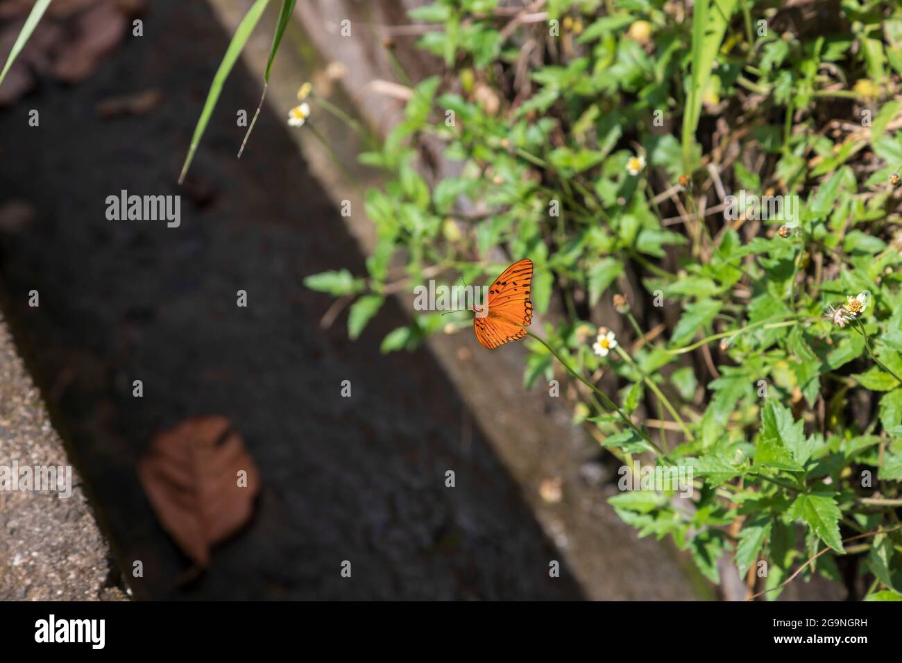 farfalla arancione con ali sparse Foto Stock