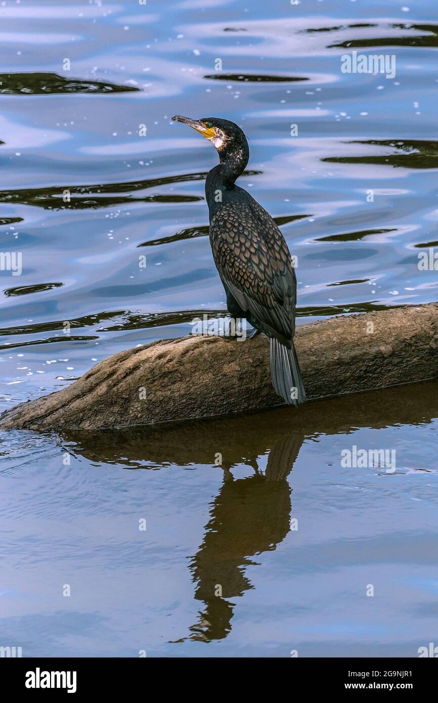 Cormorano seduto su un ramo caduto. Foto Stock