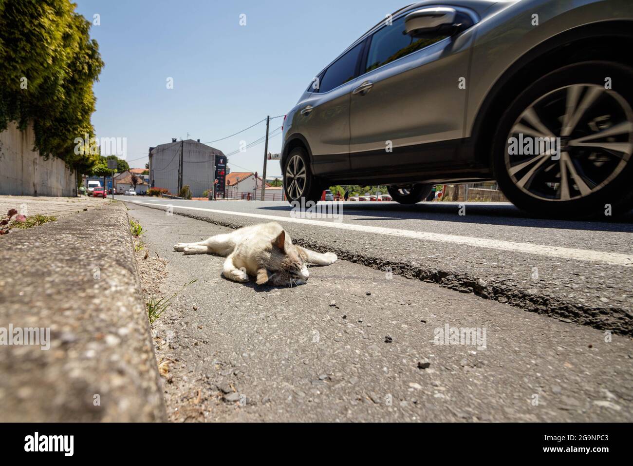 Coruna, Spagna - Giugno 11 2021: Piccolo gatto bianco e marrone giace morto nella grondaia sul lato di una strada come un'auto passa Foto Stock