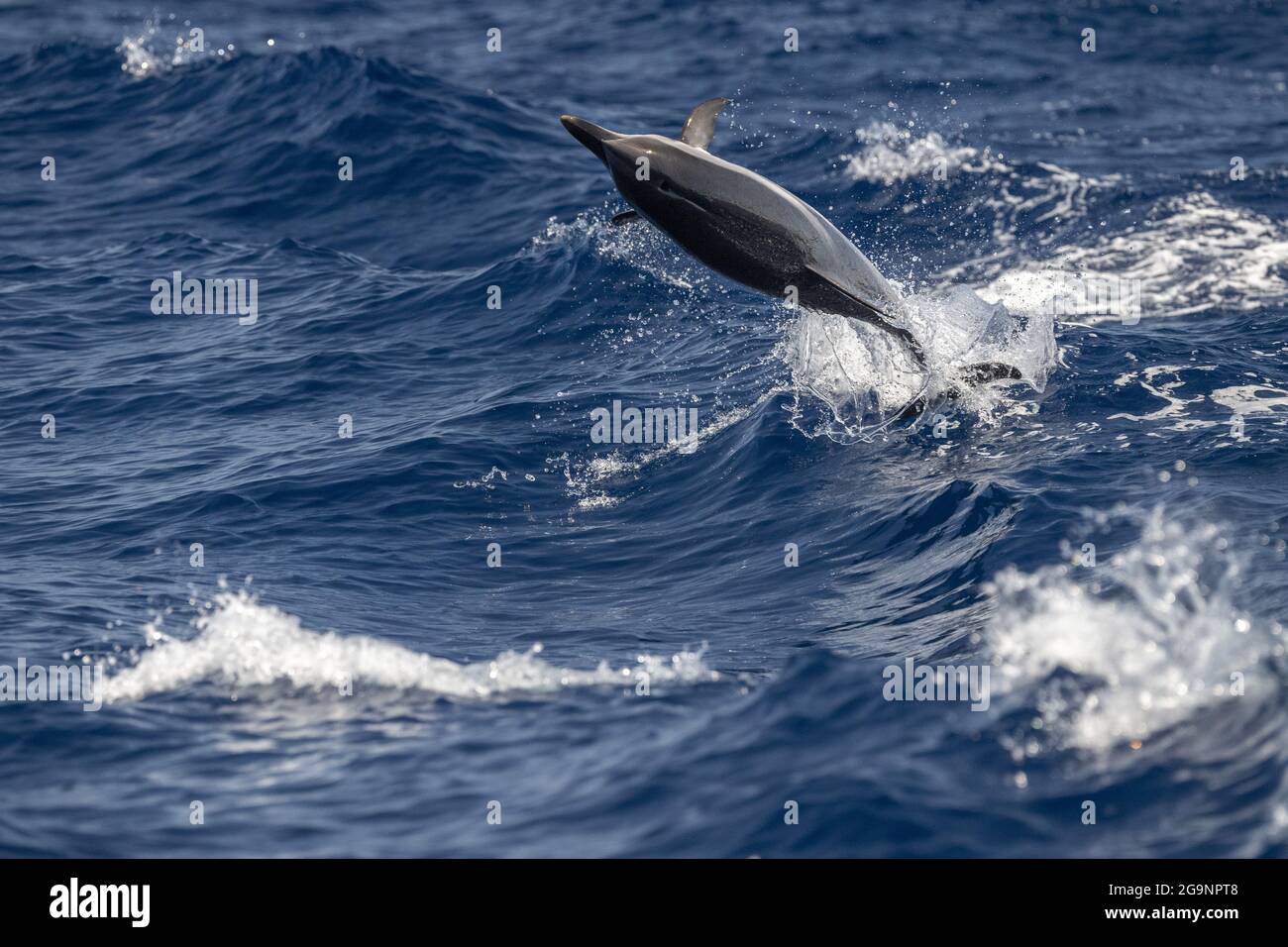 Striped dolphin saltando al di fuori del mare Foto Stock