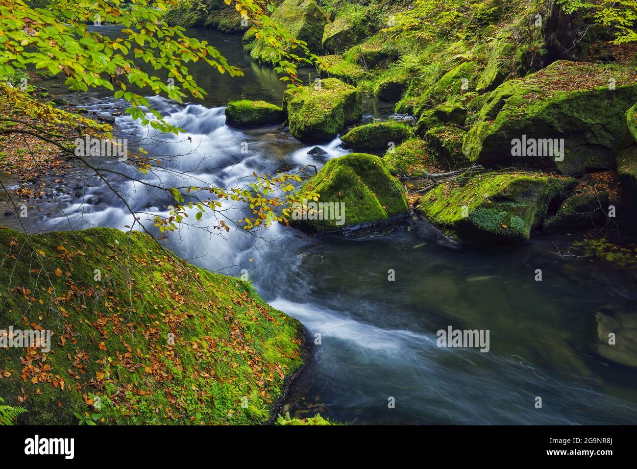 Il fiume Kamenice si getta tra rocce coperte di muschio e fogliame; regione di Usti nad Labem, Repubblica Ceca Foto Stock