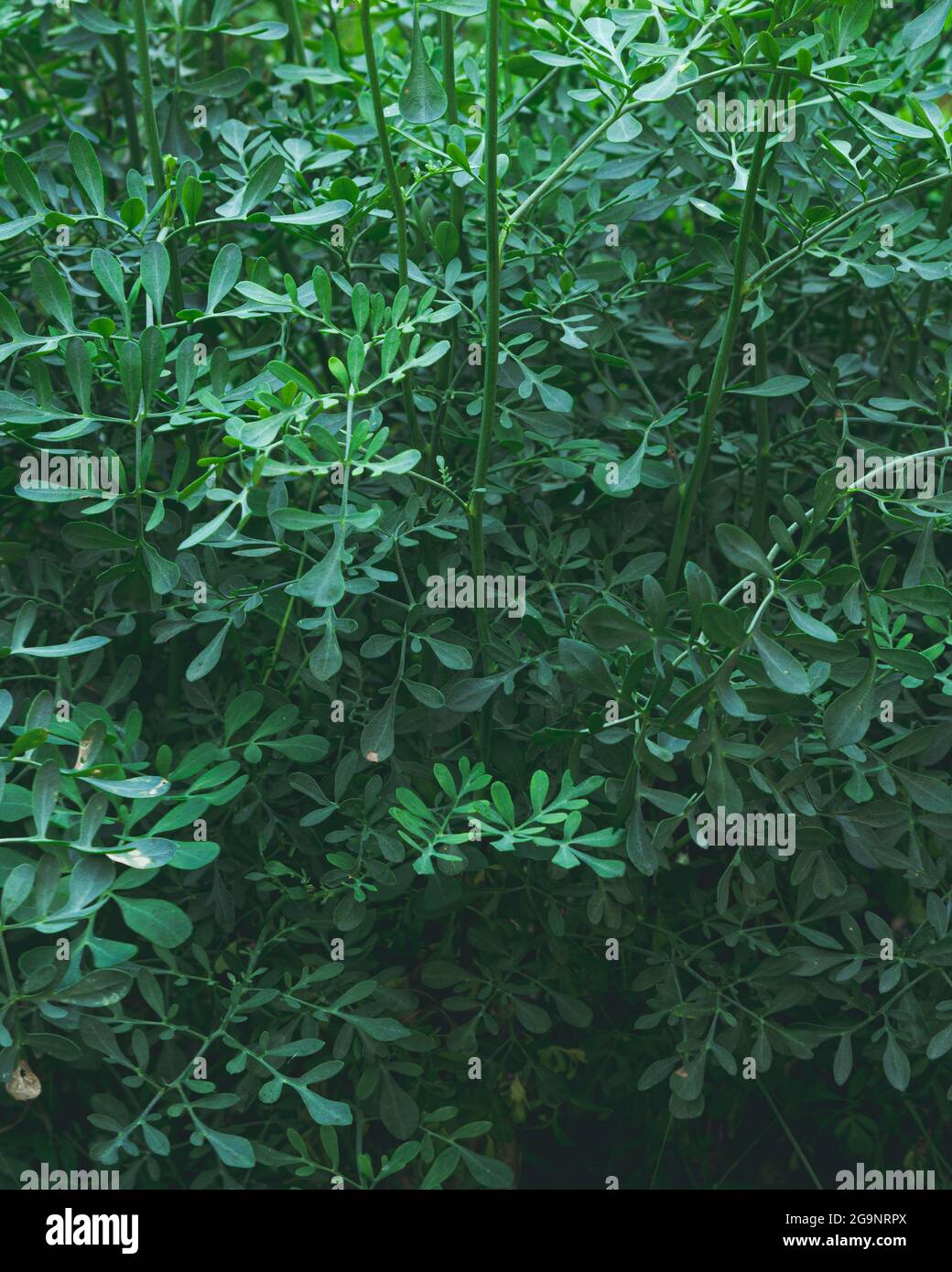 piccole foglie di piante, di colore blu e verde, fondo scuro Foto Stock