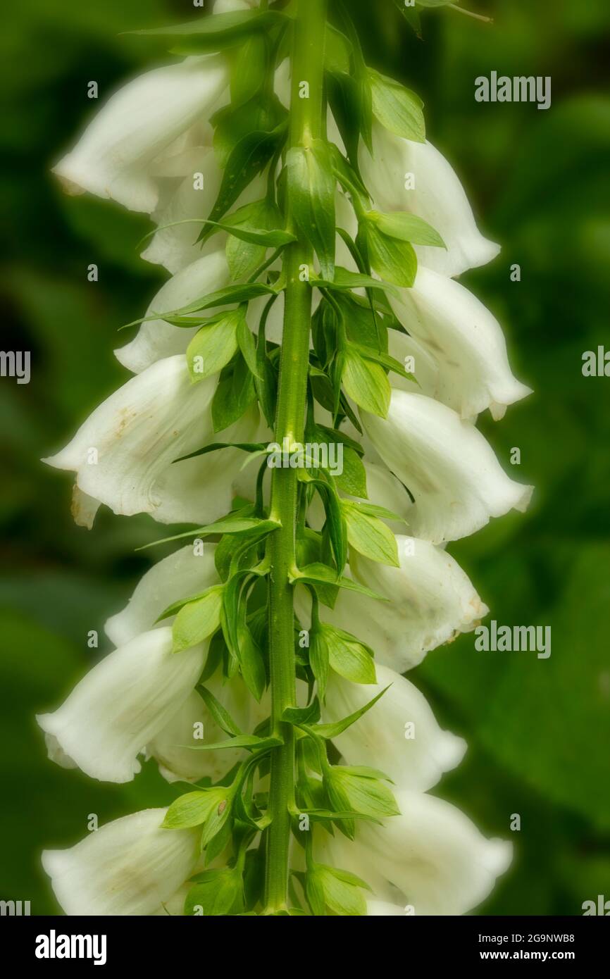 Immagine molto ravvicinata di fiori di foxglove (Digitalis purpurea), motivi naturali e strutture Foto Stock