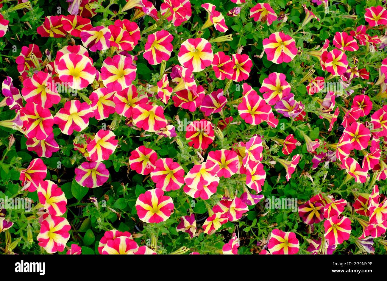 fiori di petunia rossi e gialli nel giardino inglese, norfolk, inghilterra Foto Stock