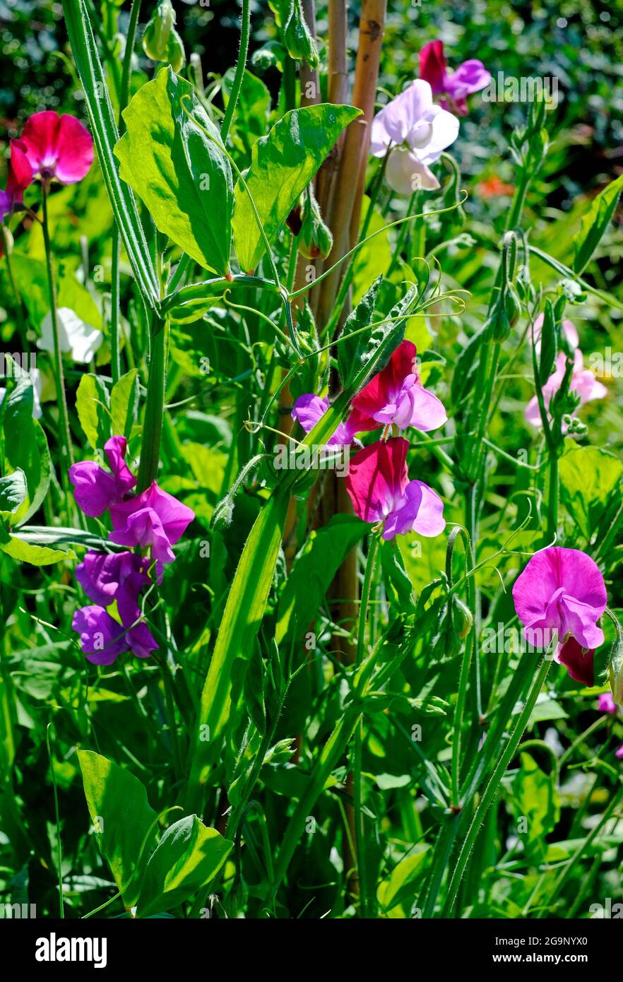 fiori di piselli dolci colorati nel giardino inglese, norfolk, inghilterra Foto Stock