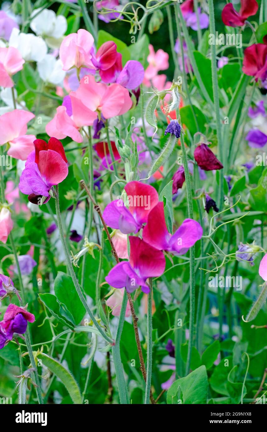 fiori di piselli dolci colorati nel giardino inglese, norfolk, inghilterra Foto Stock