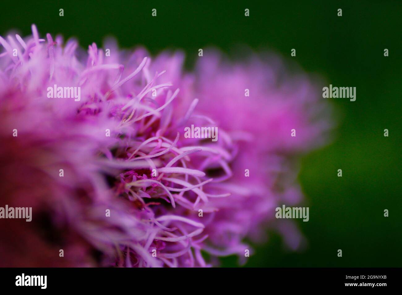 Fiori di Liatris di colore lavanda in un giardino Foto Stock