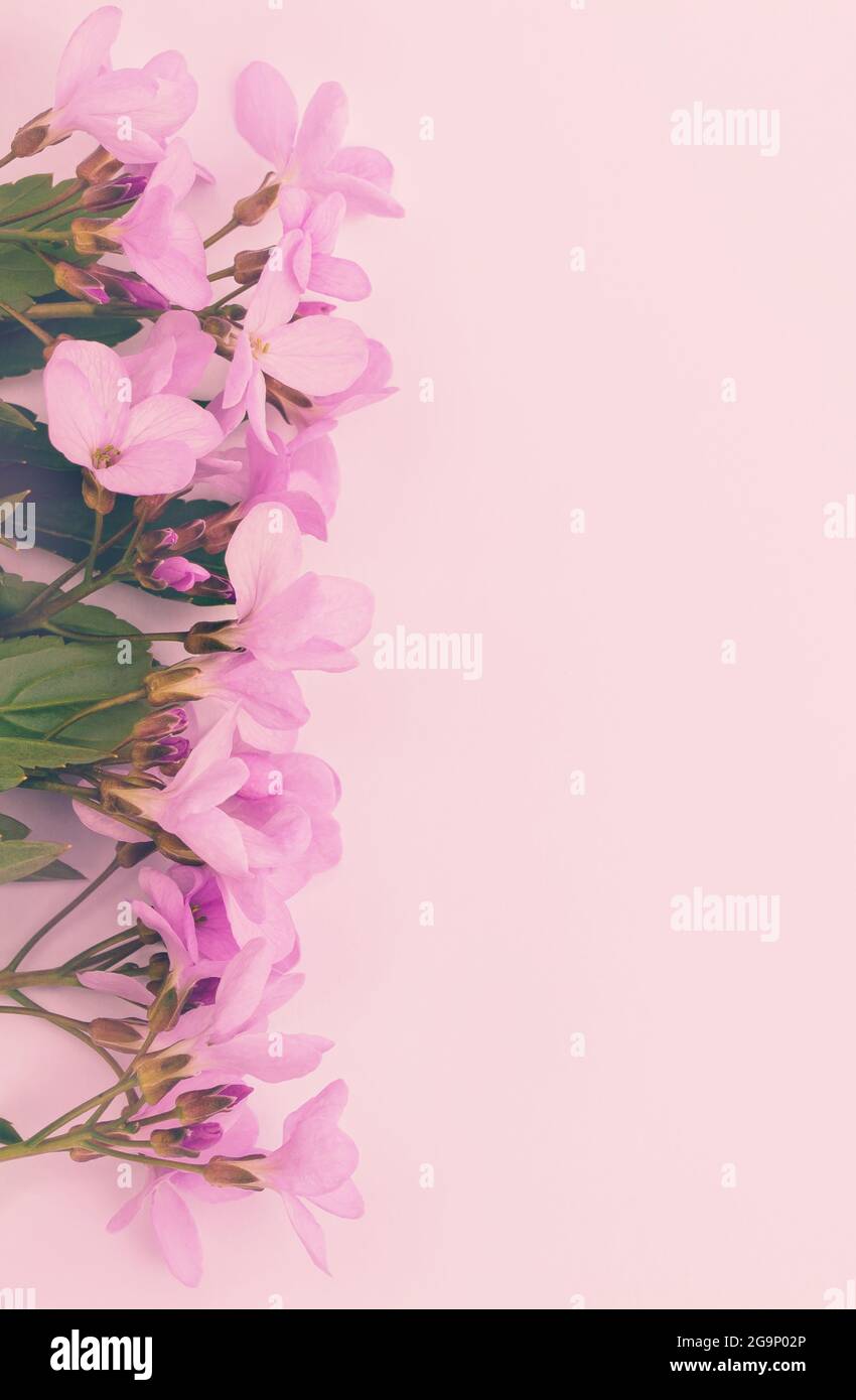 Fiori di primavera rosa su sfondo pastello. Per il telefono cellulare, lo  sfondo o lo screen saver Foto stock - Alamy