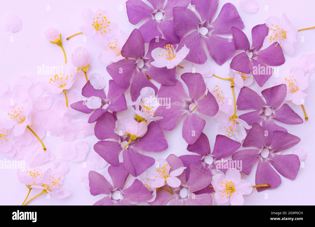 Fiori primavera pervinca e ciliegia su sfondo rosa. Un'aggiunta perfetta al tuo sito Web, al profilo dei social media, agli annunci, alle funzionalità dei prodotti, alla Foto Stock
