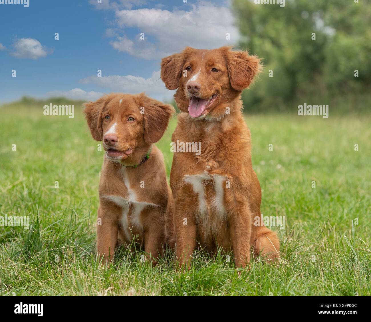 Nova Scotia Duck Tolling Retriever Foto Stock