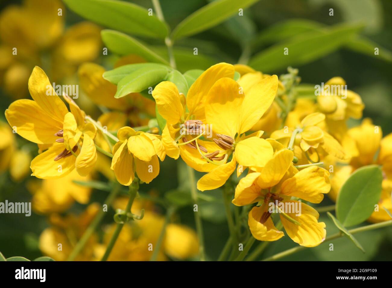 TIPA o Rosewood (Tipuana tipu) in piena fioritura Foto Stock