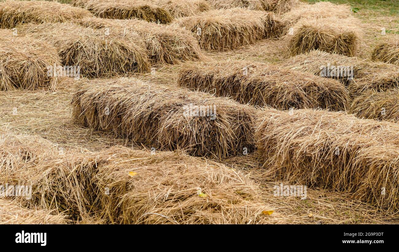 Posti a sedere e tavoli in balle di paglia per eventi e feste posati sul prato. Cannucce stoppie decorate per sedersi in campagna. Mobili fatti Foto Stock