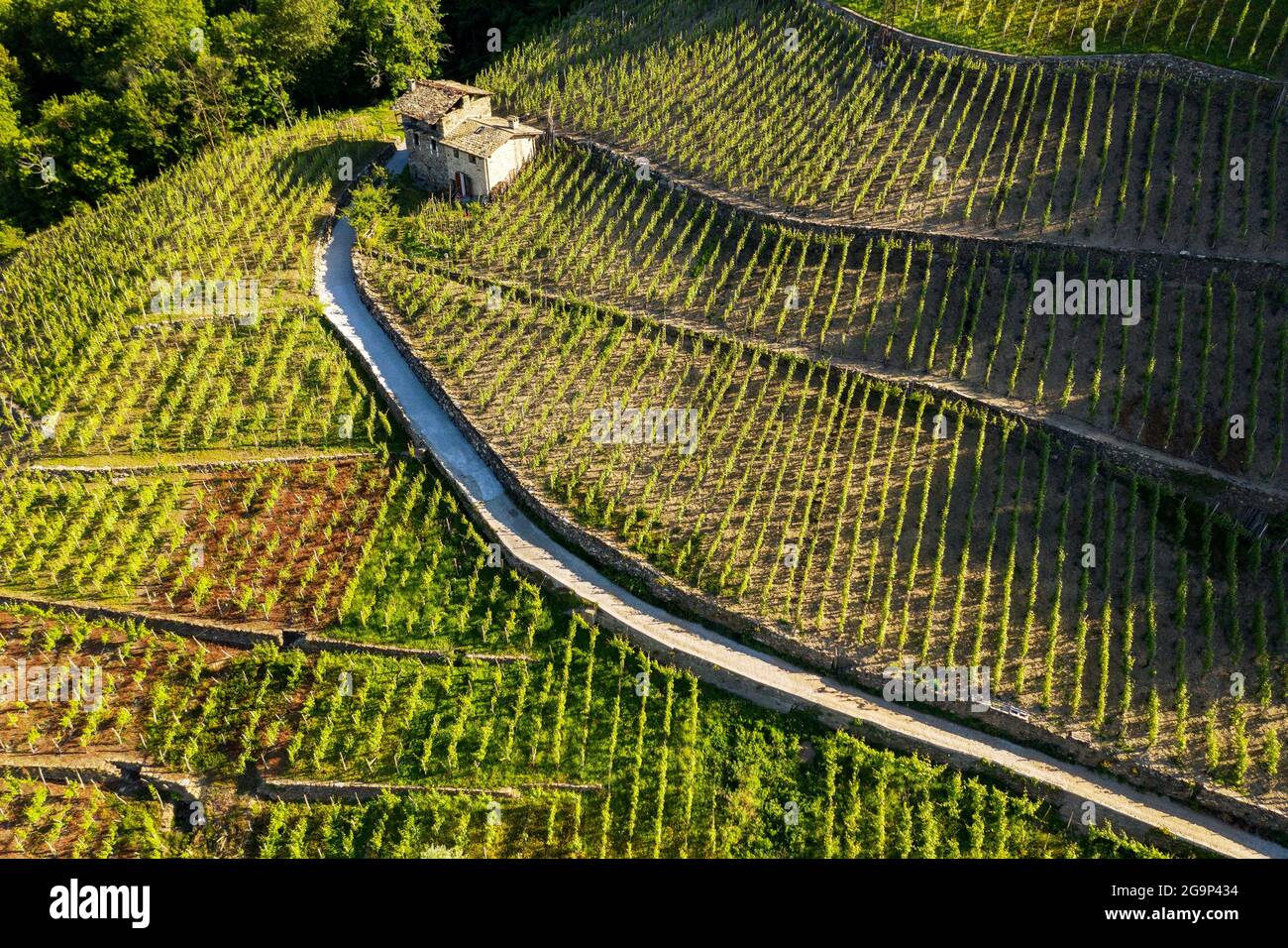 Valtellina (IT), Castionetto di Chiuro, veduta aerea dei vigneti Foto Stock