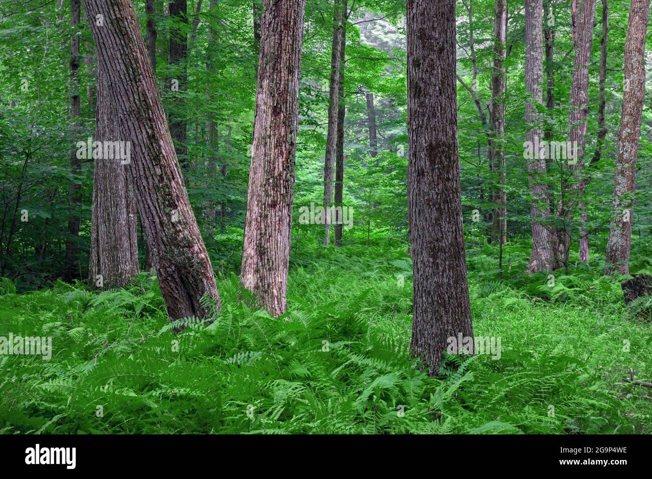 La foresta di latifoglie del nord in estate con una fitta copertura di felce profumate di fieno nella Foresta di Stato del Delaware, Pocono Mountains, Pennsylvania Foto Stock