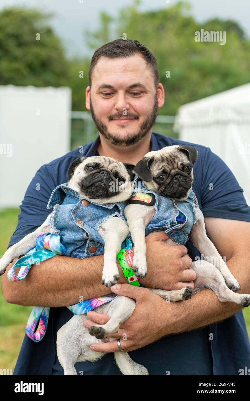 Un uomo che tiene due cani da pug allo Standon Calling Music Festival 2021 Hertfordshire UK Foto Stock