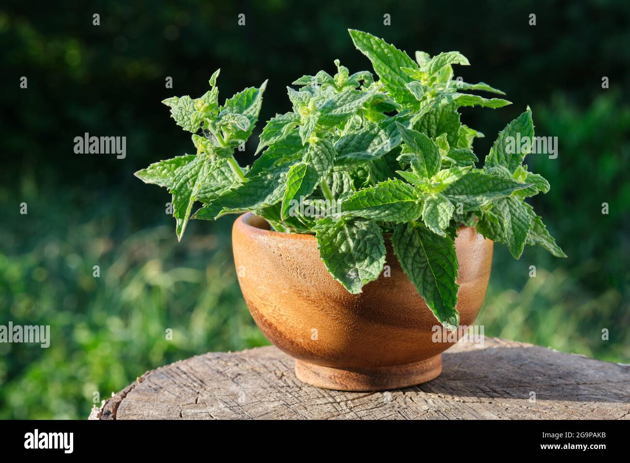 Malta di legno di balsamo di limone. Melissa officinalis o menta balsamo. Foto Stock